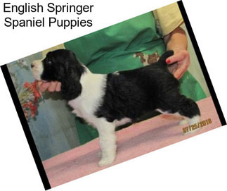 English Springer Spaniel Puppies