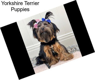 Yorkshire Terrier Puppies