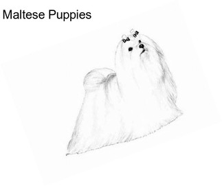 Maltese Puppies