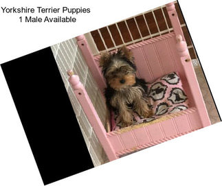 Yorkshire Terrier Puppies  1 Male Available