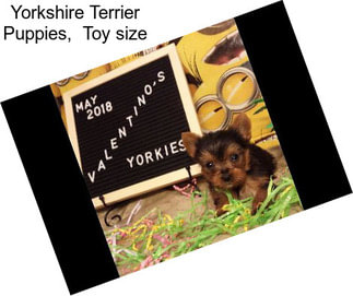 Yorkshire Terrier Puppies,  Toy size