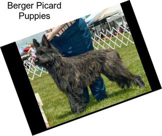 Berger Picard Puppies