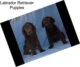 Labrador Retriever Puppies