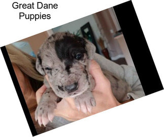 Great Dane Puppies