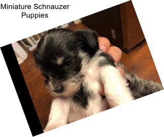 Miniature Schnauzer Puppies