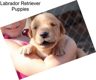 Labrador Retriever Puppies