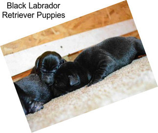 Black Labrador Retriever Puppies