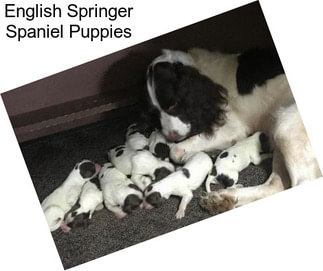 English Springer Spaniel Puppies