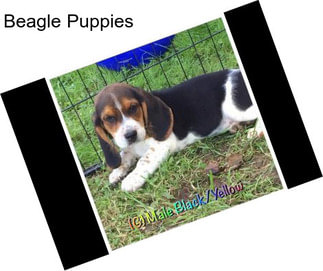 Beagle Puppies