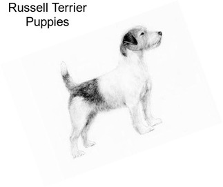 Russell Terrier Puppies