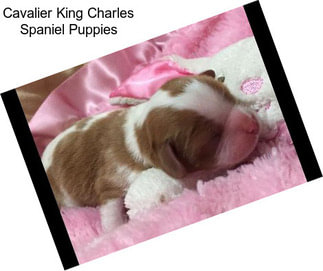 Cavalier King Charles Spaniel Puppies