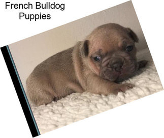 French Bulldog Puppies