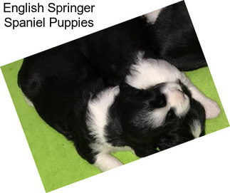 English Springer Spaniel Puppies