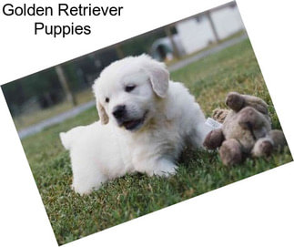 Golden Retriever Puppies