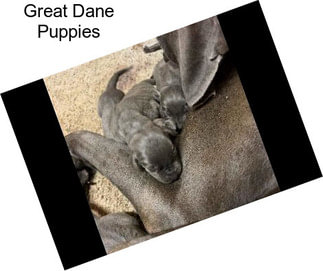 Great Dane Puppies