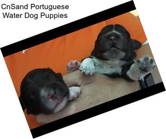 CnSand Portuguese Water Dog Puppies