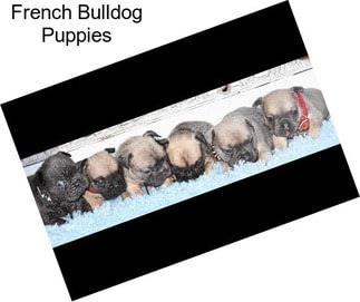 French Bulldog Puppies