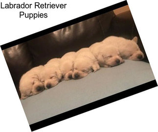 Labrador Retriever Puppies