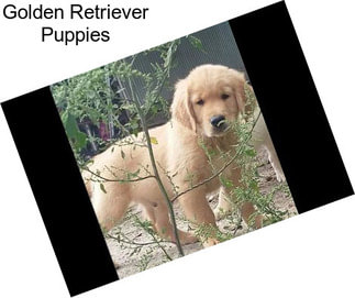 Golden Retriever Puppies