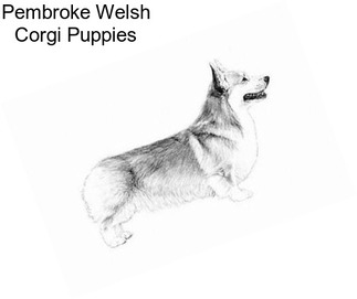 Pembroke Welsh Corgi Puppies