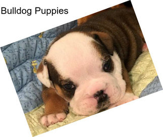 Bulldog Puppies