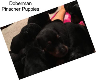 Doberman Pinscher Puppies