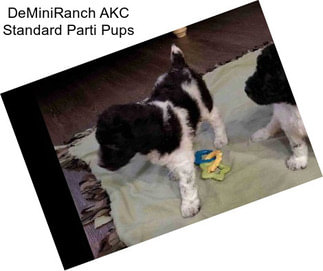 DeMiniRanch AKC Standard Parti Pups