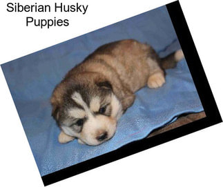 Siberian Husky Puppies