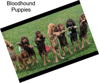 Bloodhound Puppies