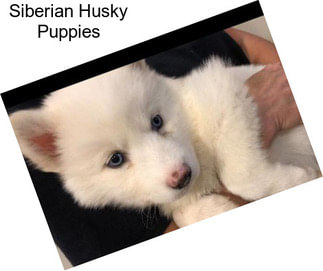 Siberian Husky Puppies