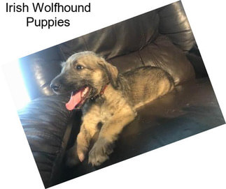 Irish Wolfhound Puppies