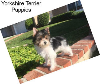 Yorkshire Terrier Puppies