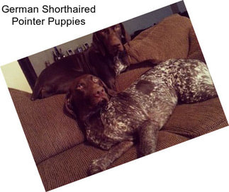 German Shorthaired Pointer Puppies