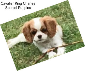 Cavalier King Charles Spaniel Puppies