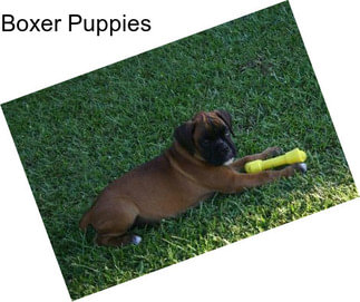 Boxer Puppies