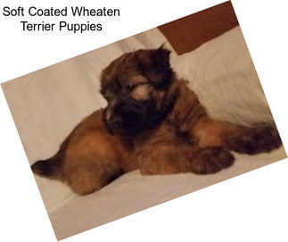 Soft Coated Wheaten Terrier Puppies