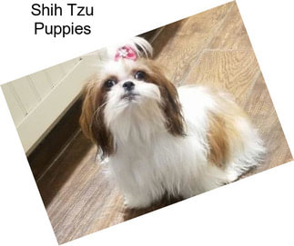 Shih Tzu Puppies