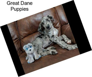 Great Dane Puppies