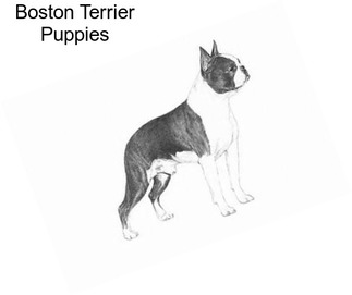 Boston Terrier Puppies