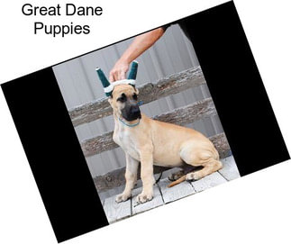 Great Dane Puppies