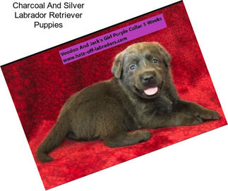 Charcoal And Silver Labrador Retriever Puppies