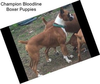 Champion Bloodline Boxer Puppies