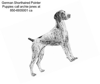 German Shorthaired Pointer Puppies call archie jones at 850-6935001 ca