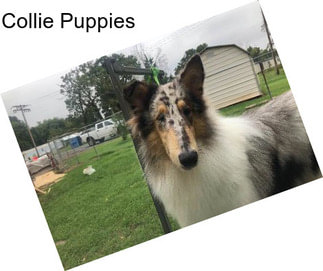 Collie Puppies