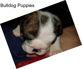 Bulldog Puppies