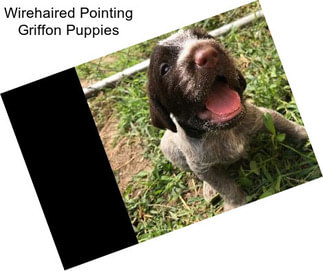 Wirehaired Pointing Griffon Puppies