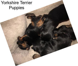 Yorkshire Terrier Puppies