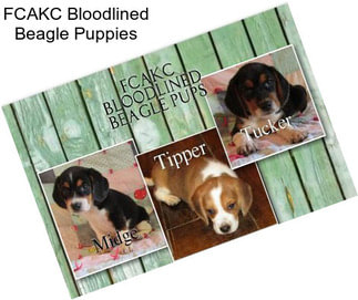 FCAKC Bloodlined Beagle Puppies