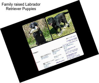 Family raised Labrador Retriever Puppies