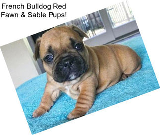 French Bulldog Red Fawn & Sable Pups!